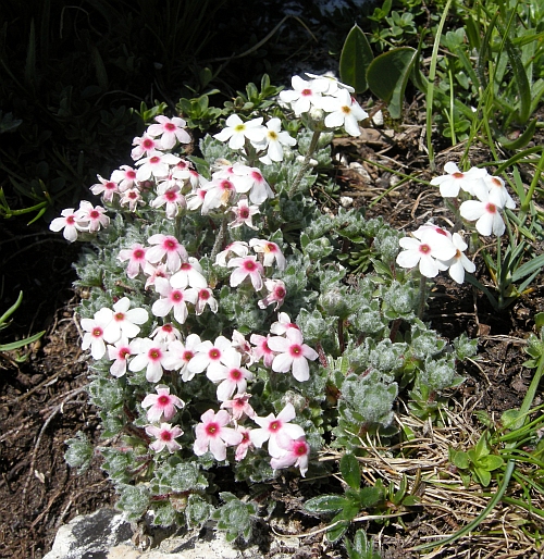 Androsace villosa /Androsace appenninica